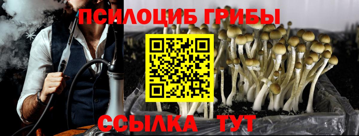 Галлюциногенные грибы Cubensis Саяногорск